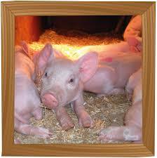 Hardys Animal Farm