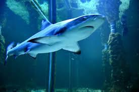 Aquarium von Crikvenica