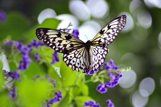 Giardino botanico Le Jardin aux Papillons