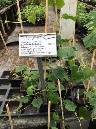 Åberg Trädgård & Café