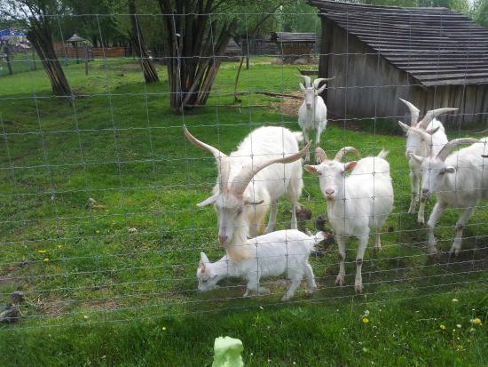 Festetics Imre Allatpark