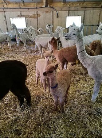 Alpaca World Flevoland
