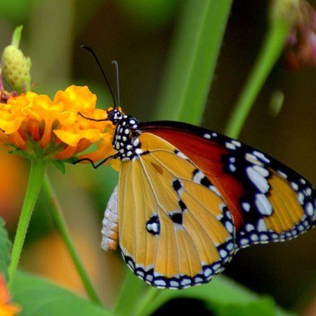 Alaris-Schmetterlingspark