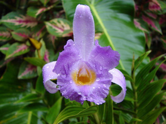 Jardín de Orquídeas de Monteverde