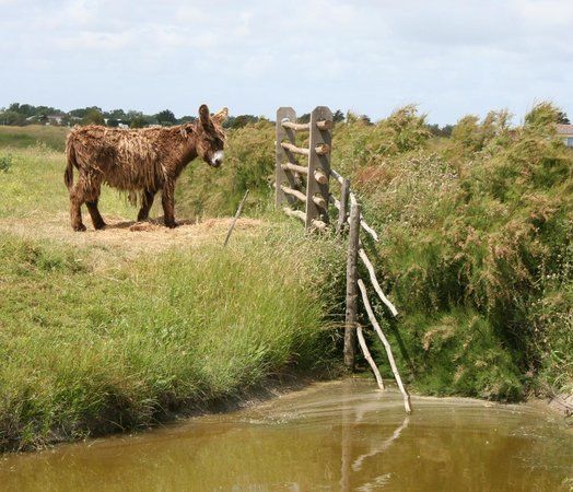 Le Daviaud Ecomusée du Marais Vendéen