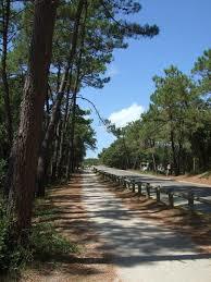 Foret Domaniale d'Olonne