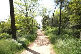 Pays-de-Monts National Forest