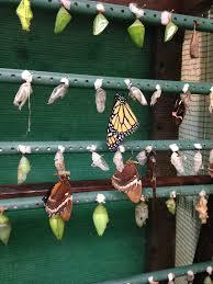 In Paradise Butterfly