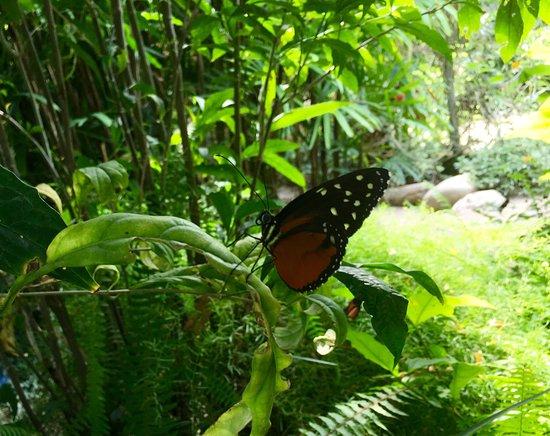 Le Tropique du Papillon