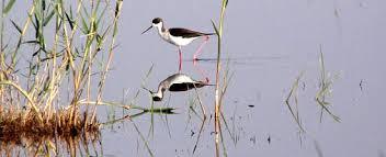 Parque natural del Marjal de Pego-Oliva