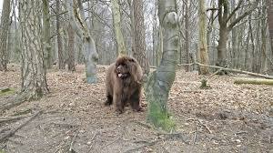 Amerongse Bos