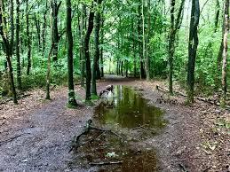 Boswachterij Gieten-Borger