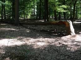 Lorken Speelbos