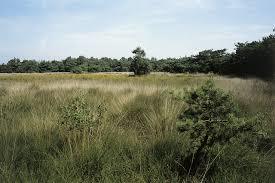 Brechtse Heide