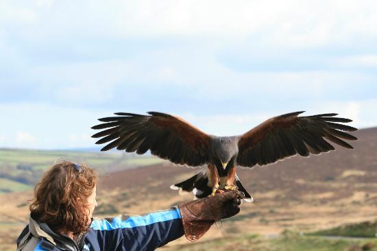 North Devon Hawk Walks