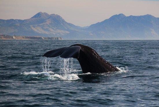 Whale Watch Kaikoura