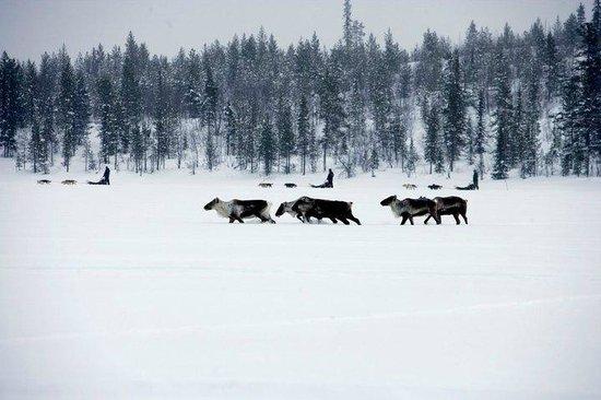 Active Lapland