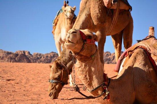 Wadi Rum Jeep Safari