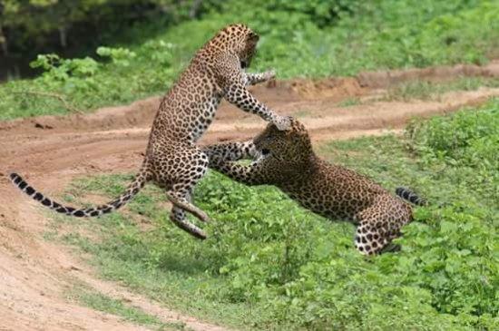 Nimesh Yala Safari