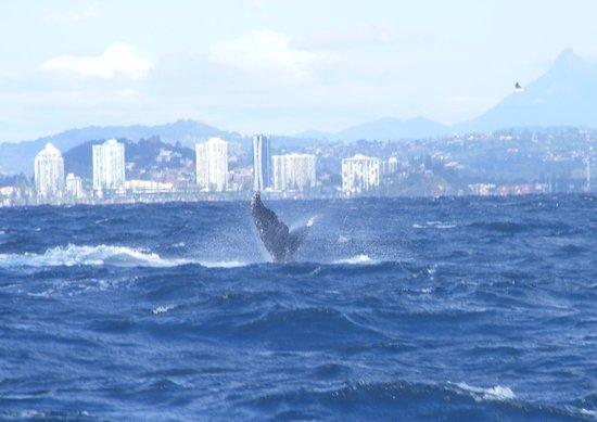 Coolangatta Whale Watch