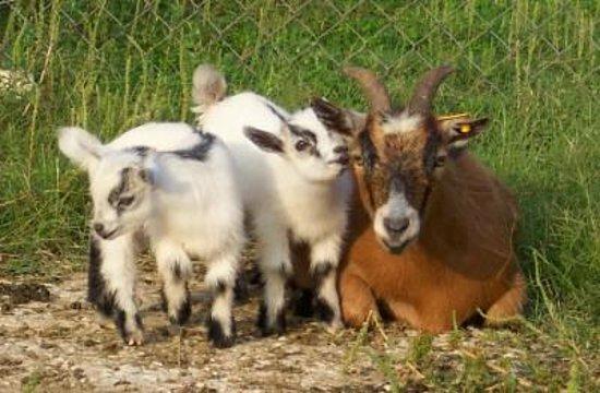 Red Barn Petting Farm