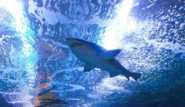 Aquarium Donostia-San Sebastián