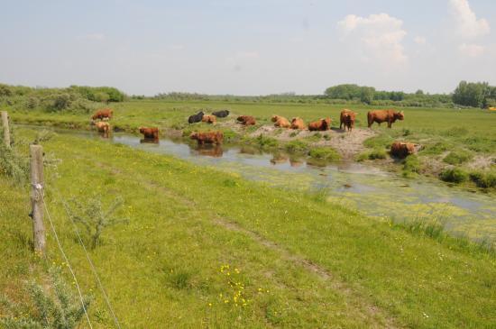 Nationalpark Lauwersmeer