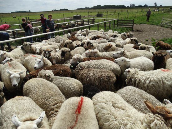 Schapenboerderij Texel