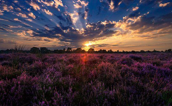 Natuurgebied Kampina