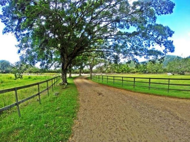 Haras Pegasus