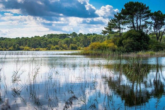 Étang de Cazaux et de Sanguinet