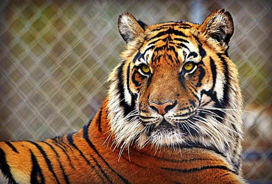 Tiger Creek Wildlife Refuge