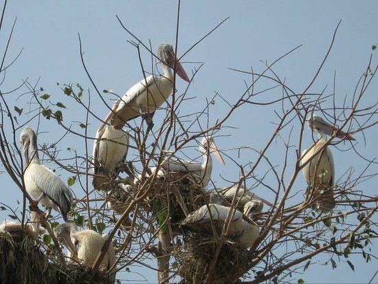 Kokrebellur Bird Sanctuary