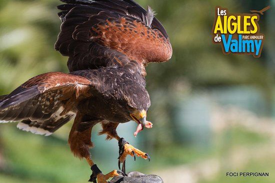 Les Aigles de Valmy