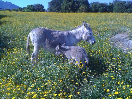 Parc animalier et botanique d'Olva