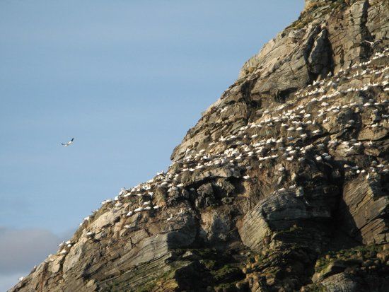 Gjesvaerstappan Nesting Cliffs
