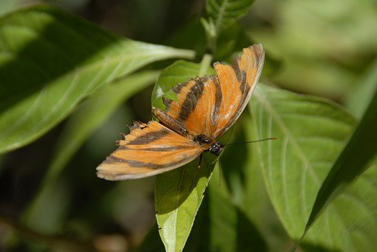 Mariposario de Monteverde