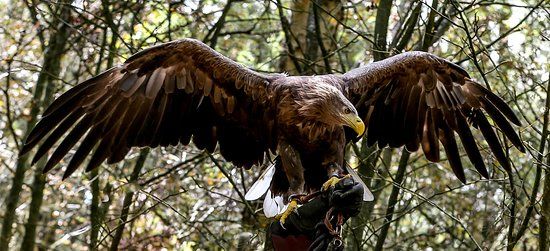 Cheshire Falconry