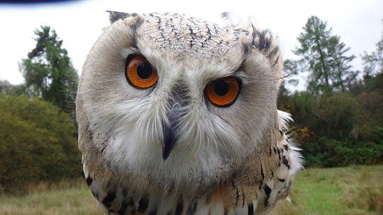 Strathblane Falconry