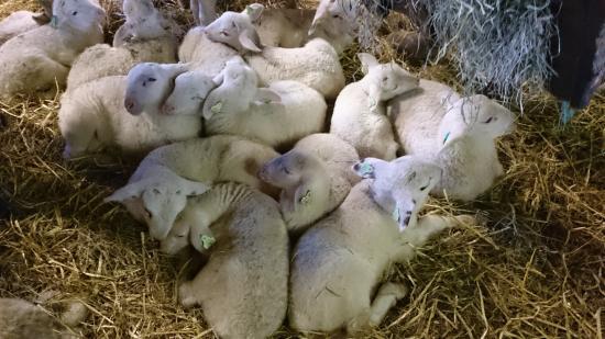 Schaapskooi Rhedense Schaapskudde