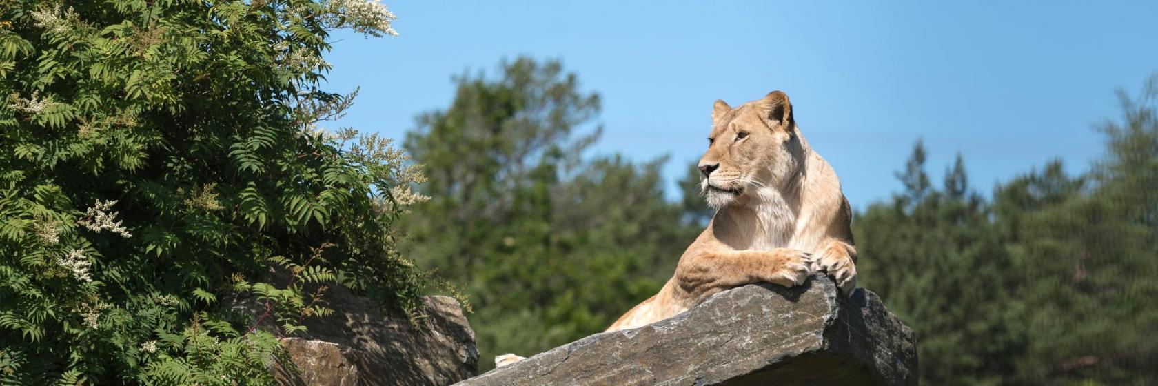 Zoo et parc d'attractions de Kristiansand