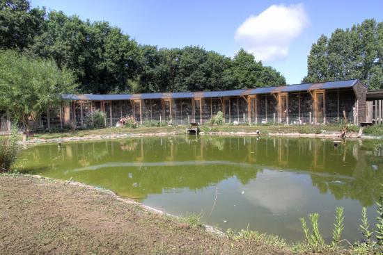 Les Pigeons de Mesquer