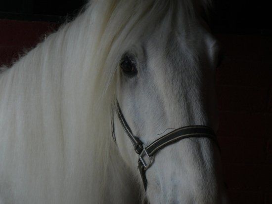 Shire Horse Experience Days
