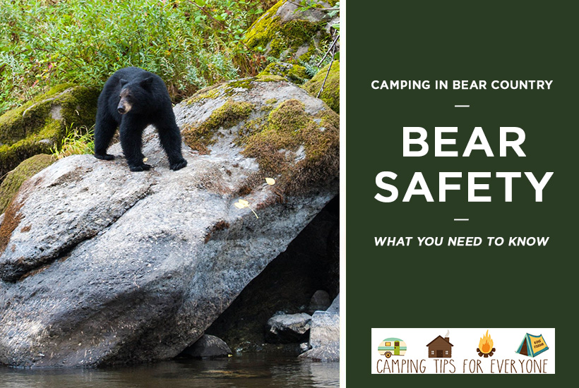 what you need to know when camping in bear country